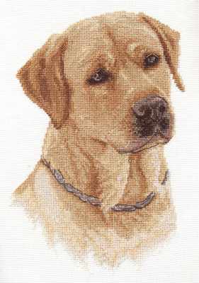 Labrador Retriever